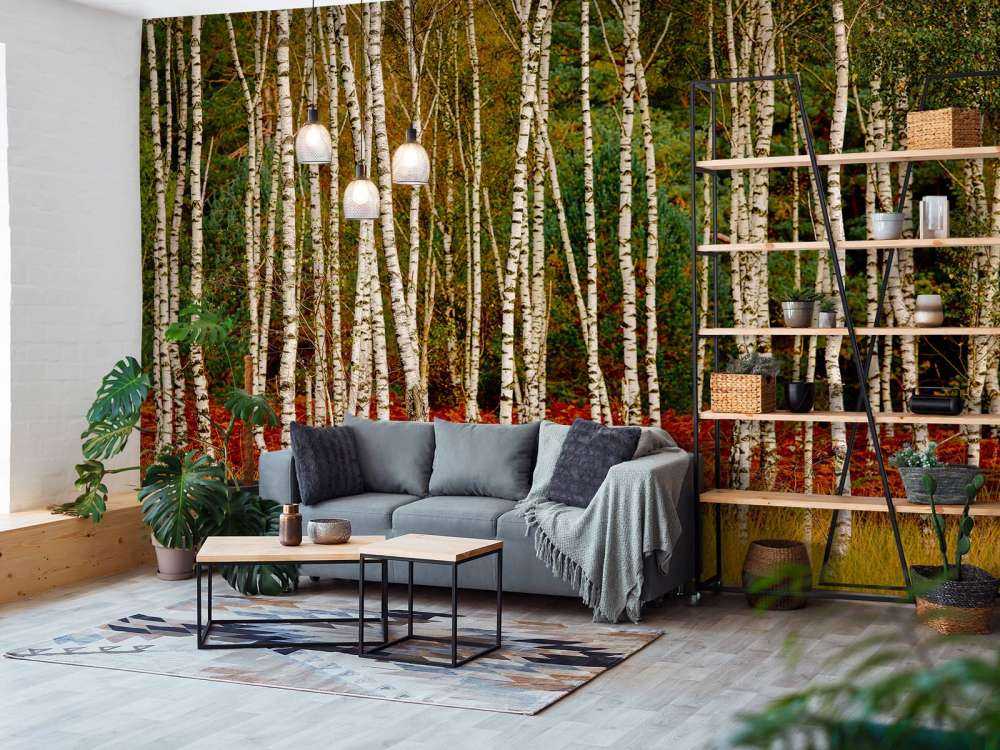 Björkträd i utkanten av skogen