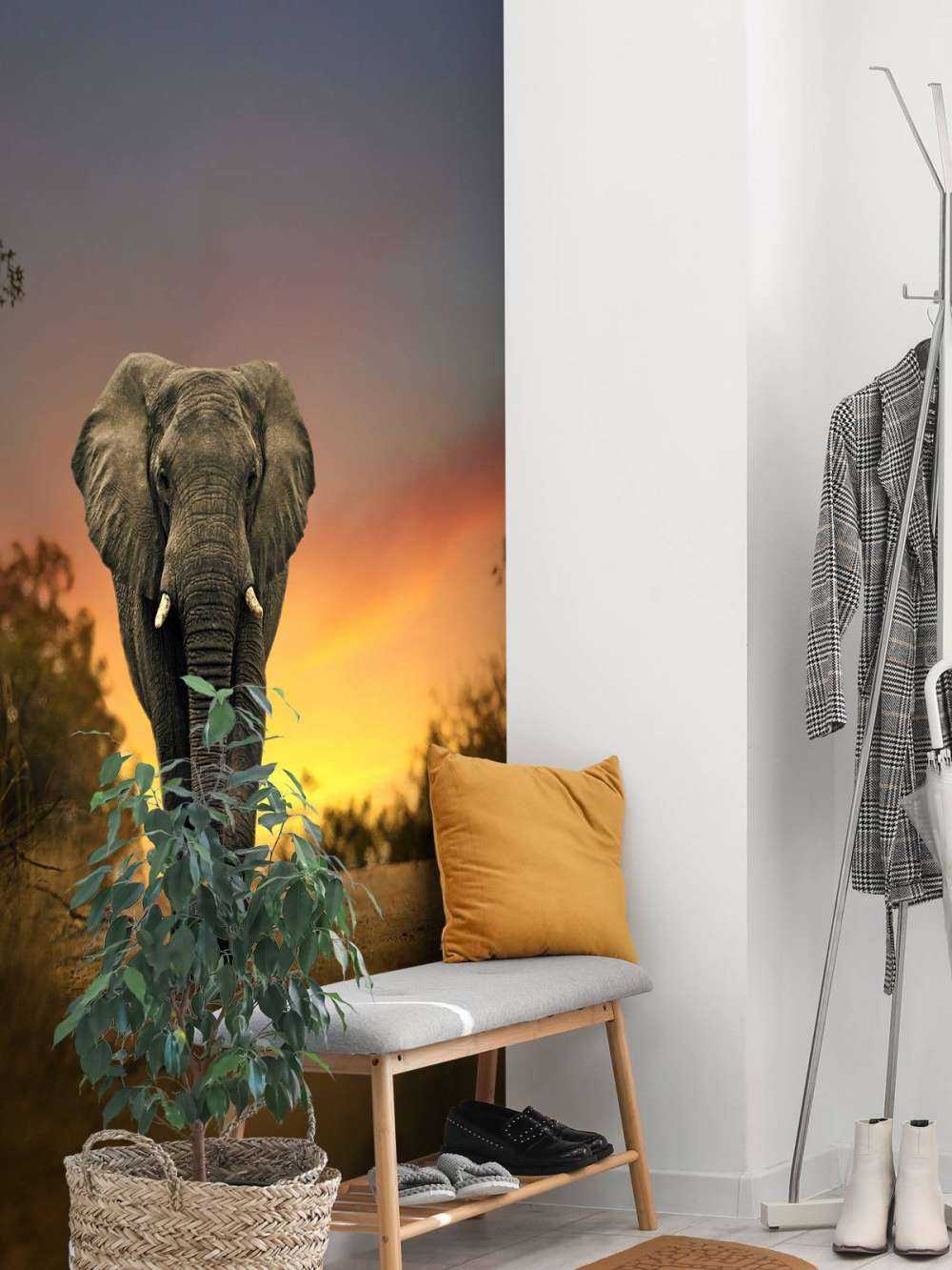 Elefant i solnedgangen