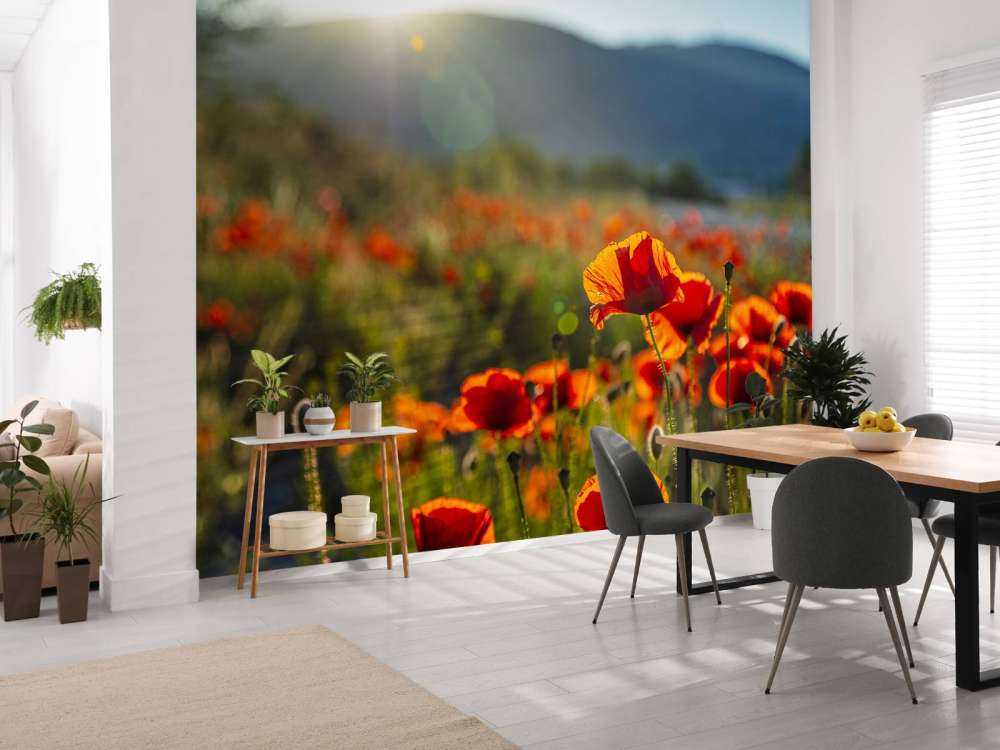 Valmuer med solstråler