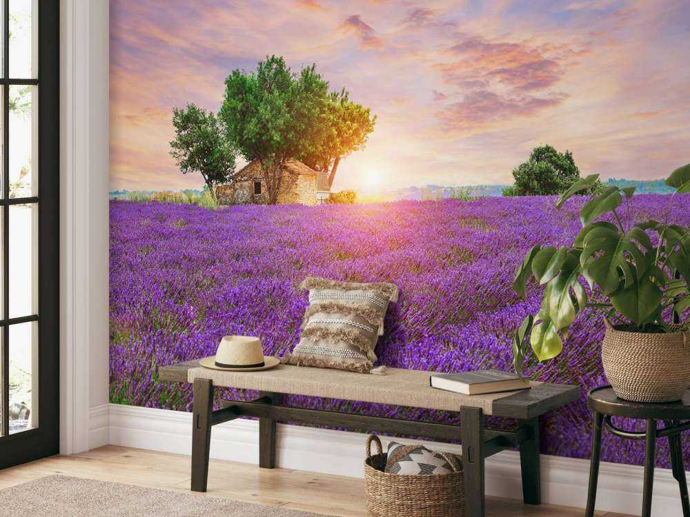 Lavendel felt under solopgang