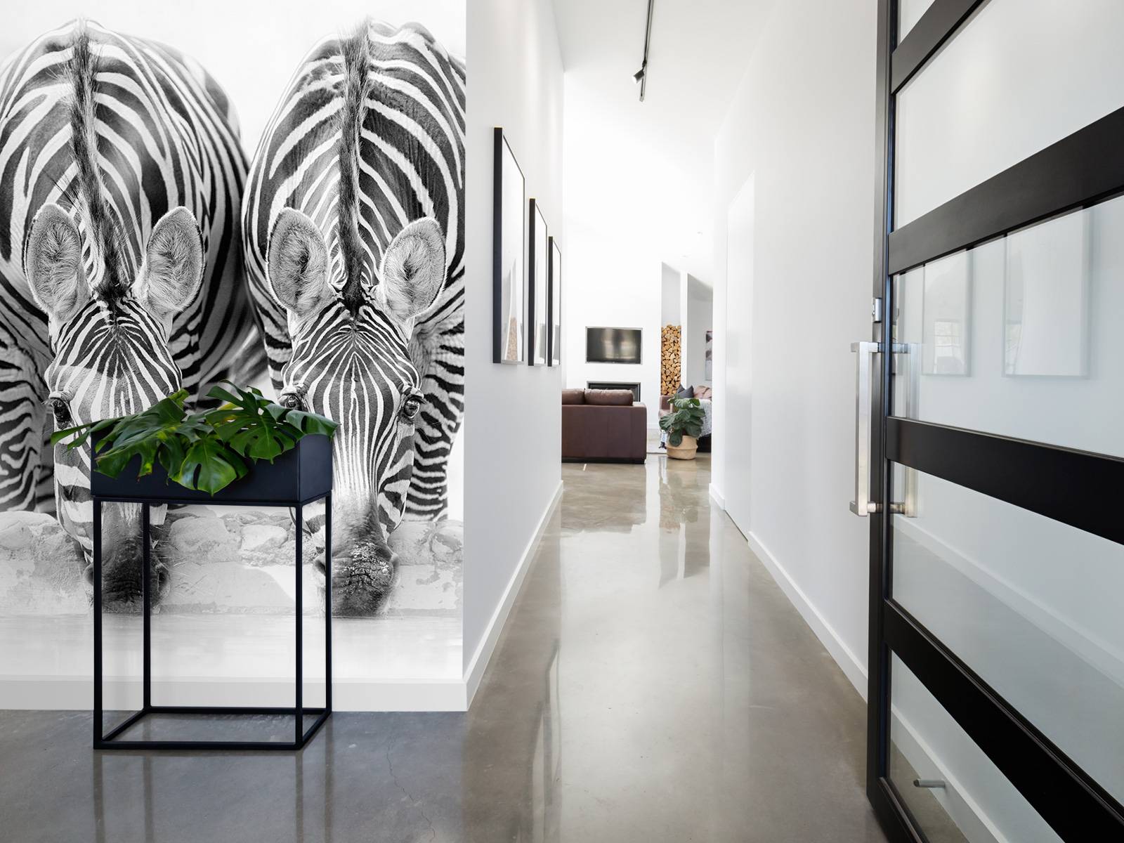 Three zebras