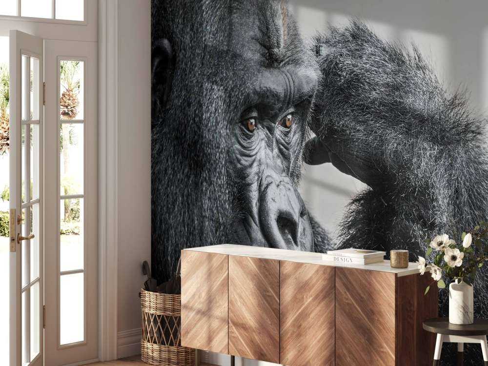 Gorilla svart og hvitt