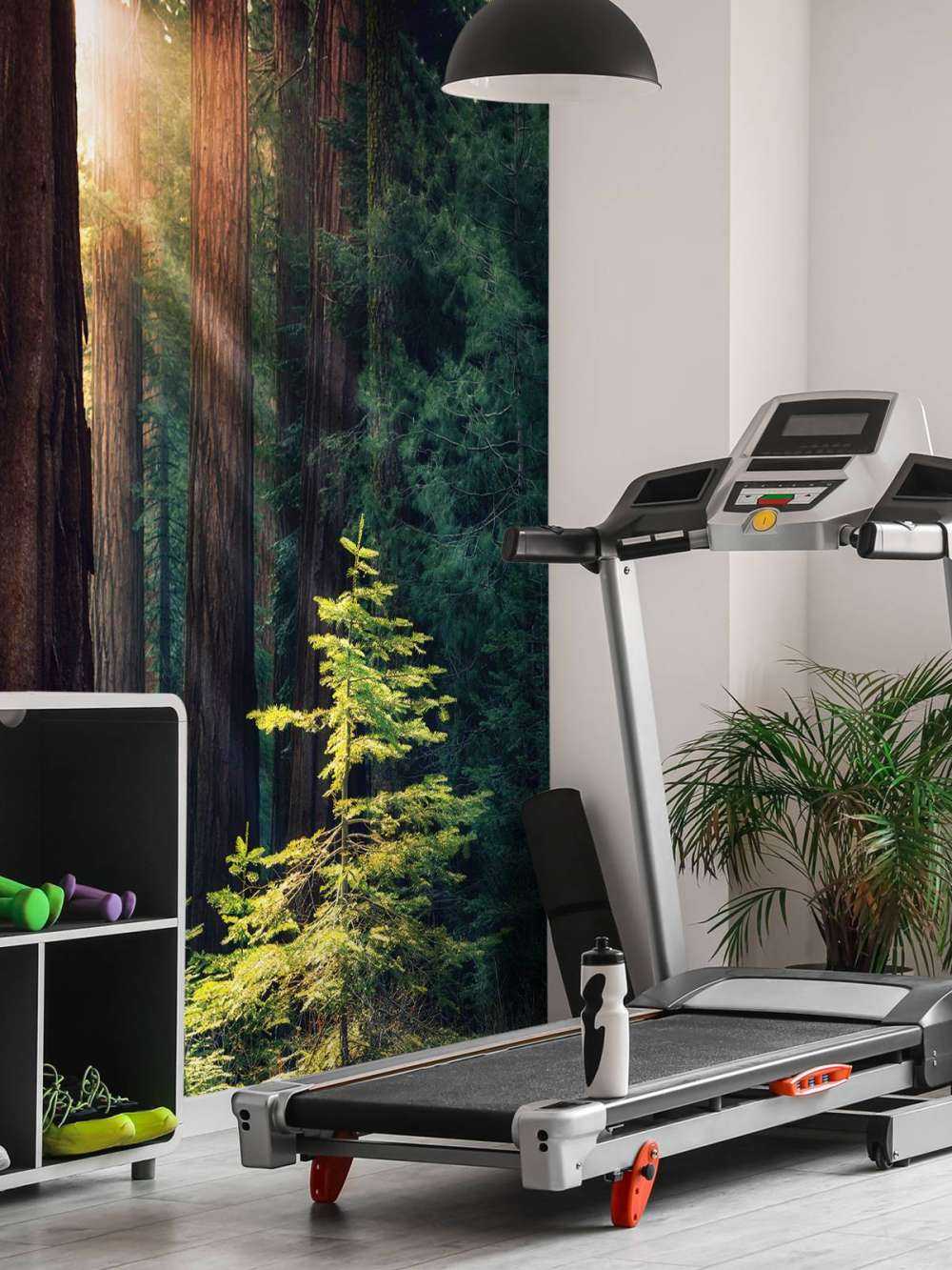 Solljus mellan mahognyträden