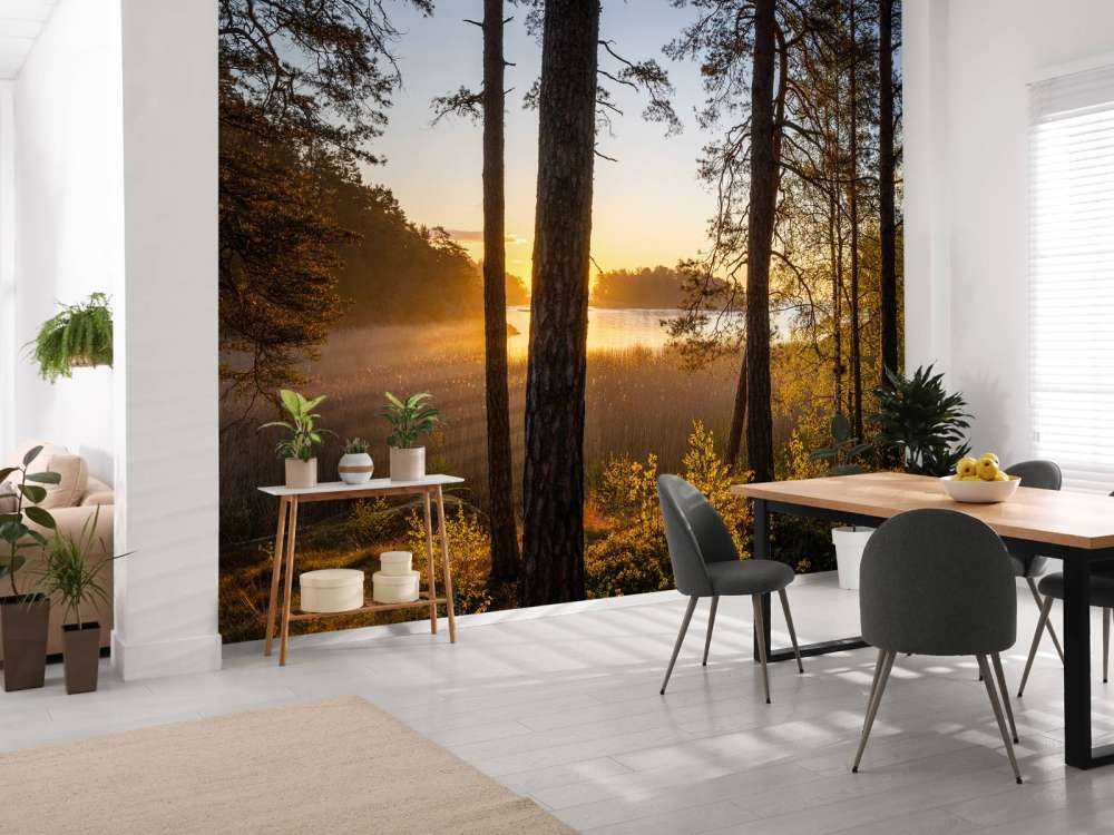 Skogen i solnedgången