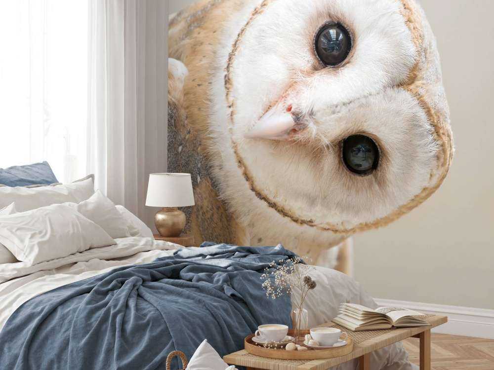 Ugle med hovedet på skrå