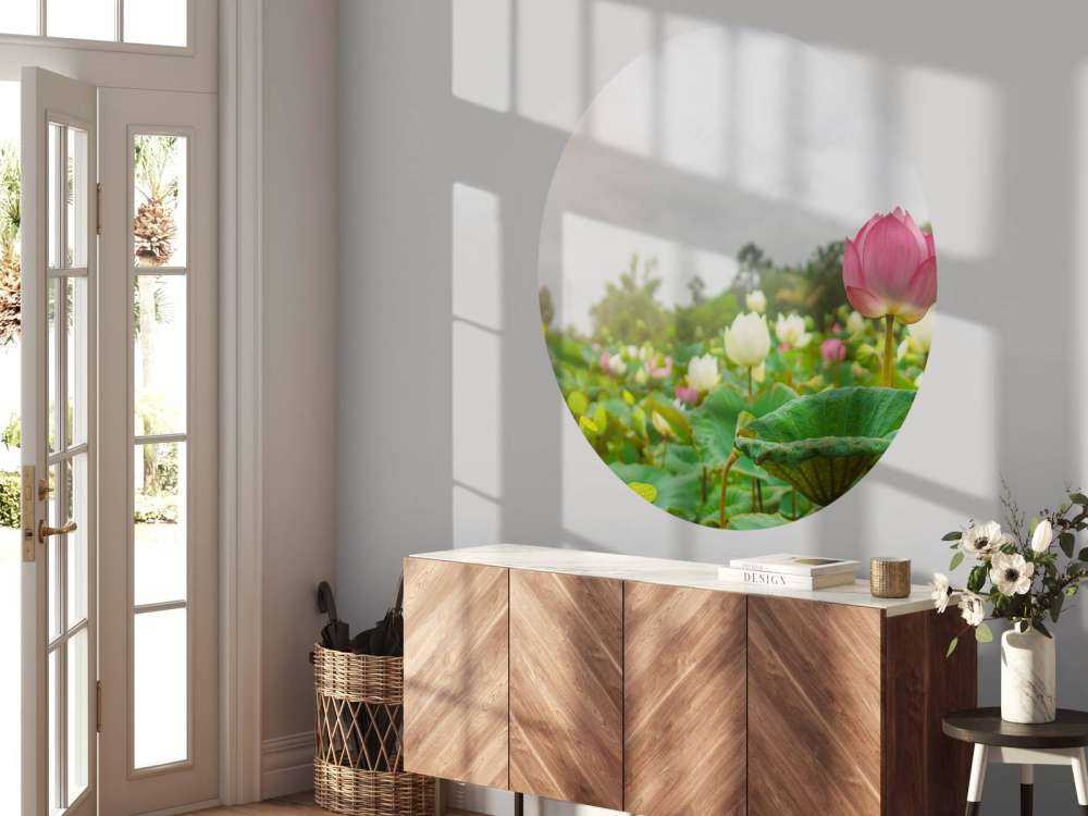 Lyserøde og hvide lotusblomster