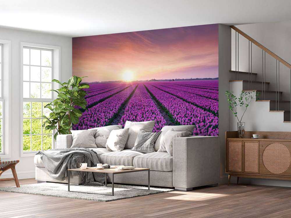 Tulipanmark ved solopgang