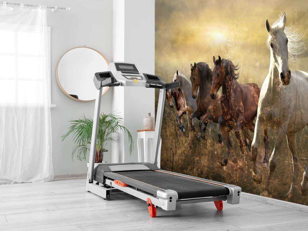 Galopperende heste ved solnedgang