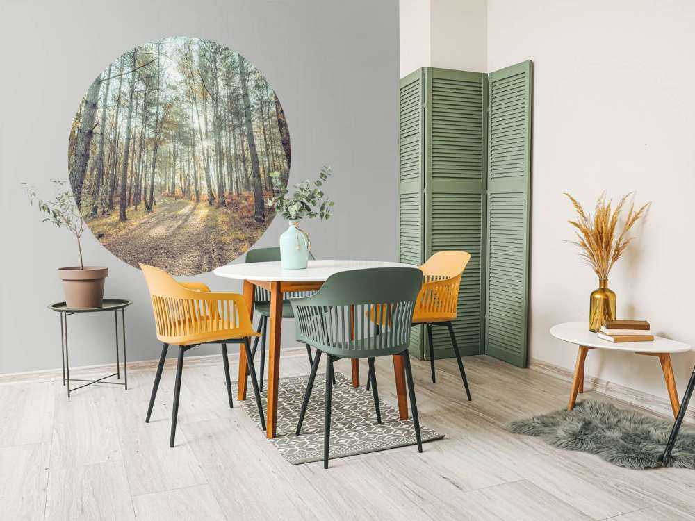 Sti gennem en solbeskinnet skov