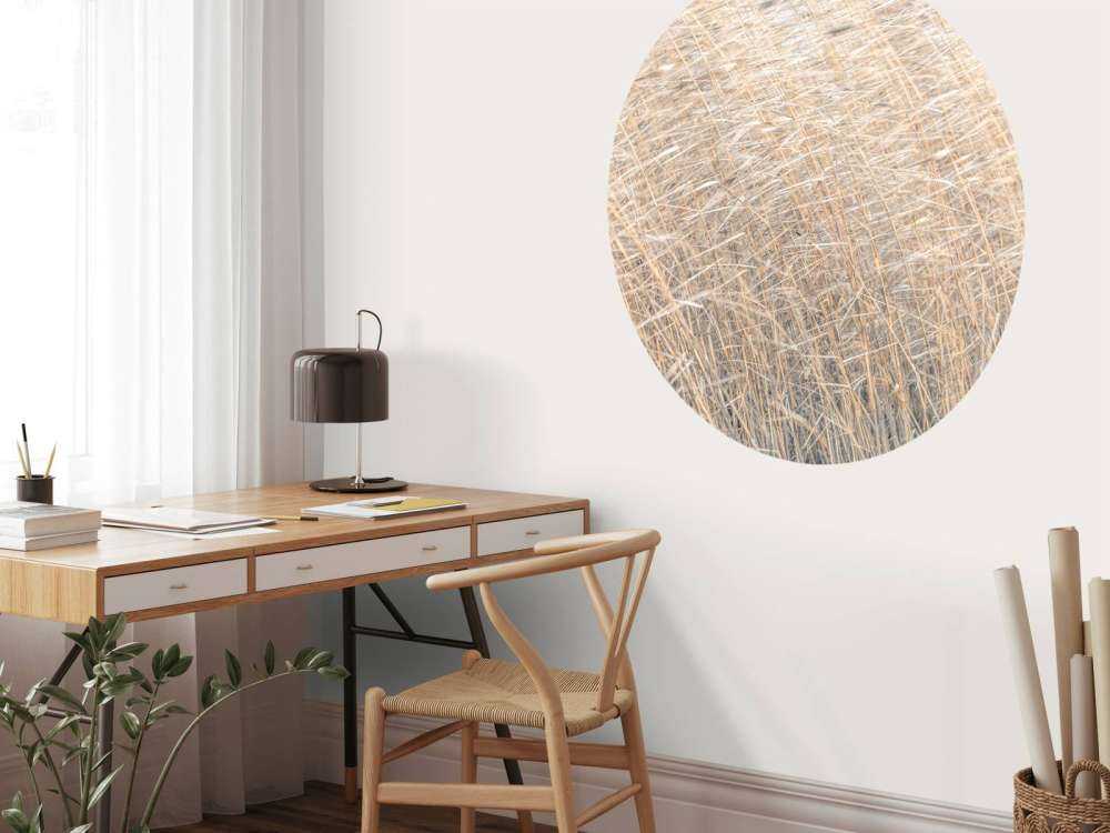 Brown reeds growing in water