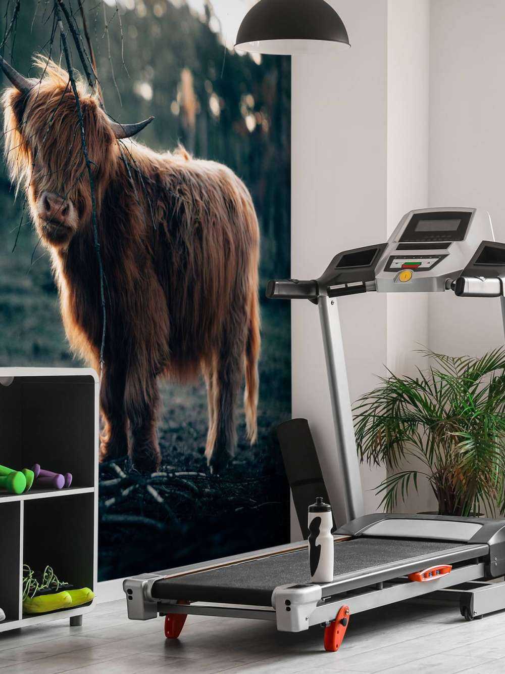 Scottish Highlander i udkanten af __skoven