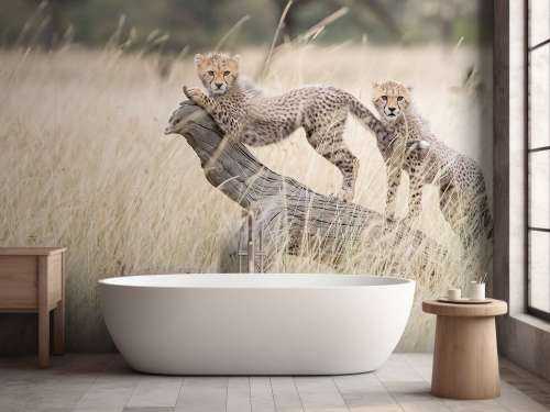 Curious Kitties