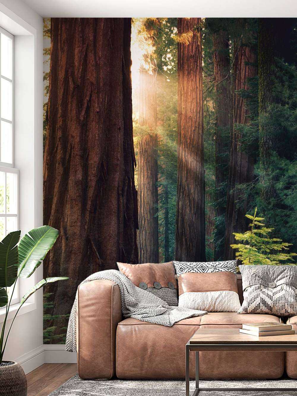 Sollys mellom mahognitrærne