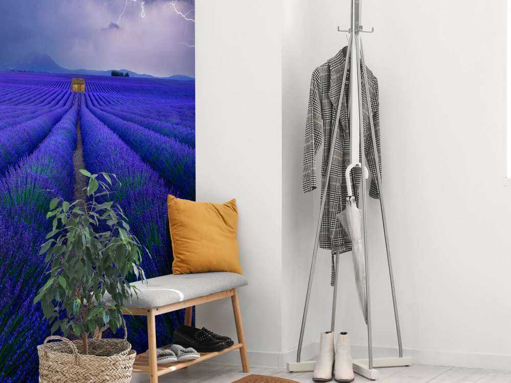 Wetter im Lavendelfeld