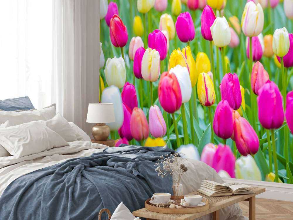 Fargerike tulipaner i en åker