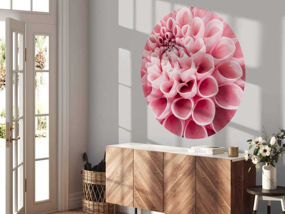 Rosa dahlia