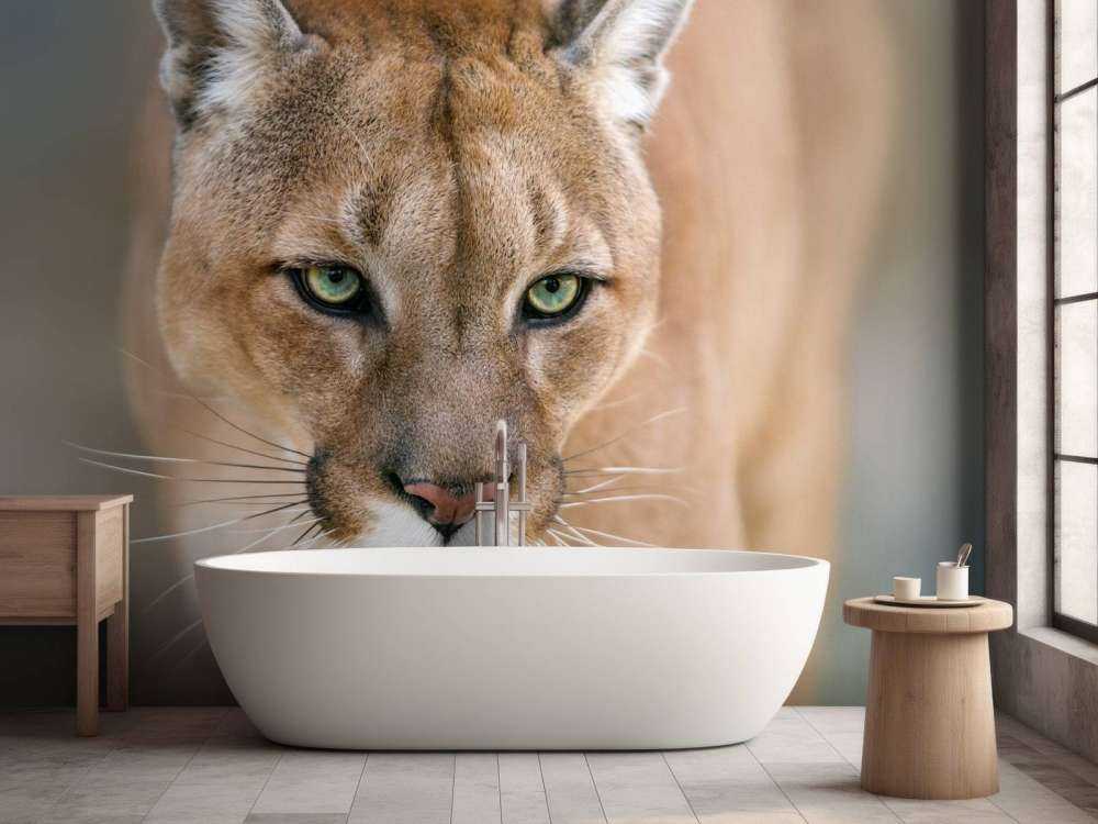 Puma närbild