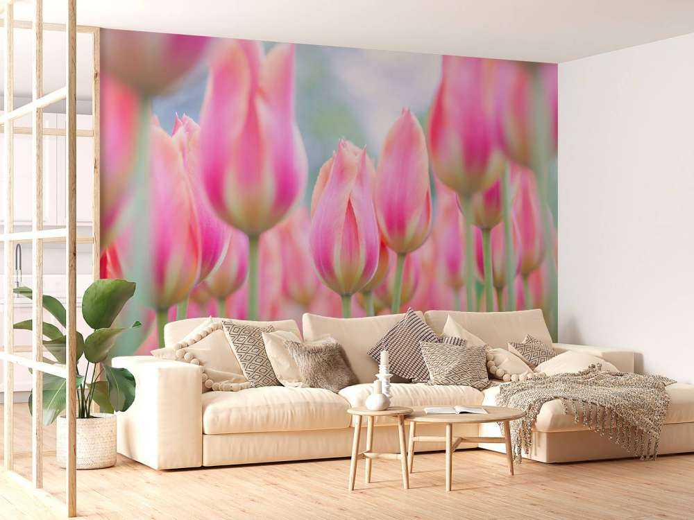 Närbild rosa tulpaner