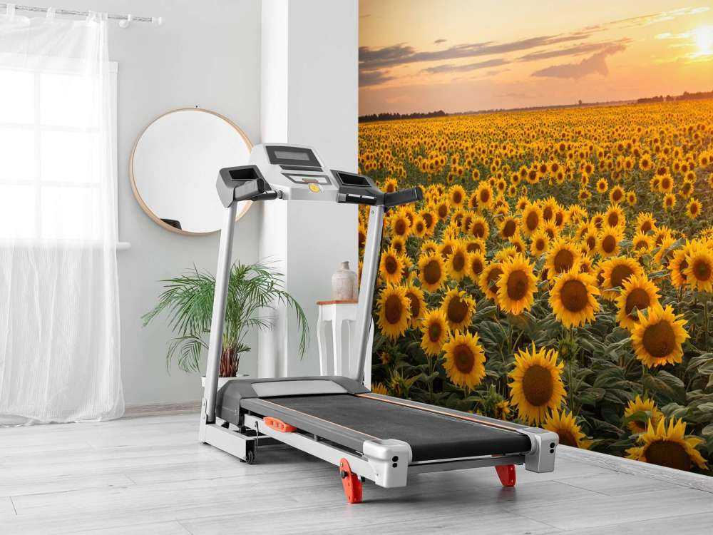 Solrosfält med solnedgång