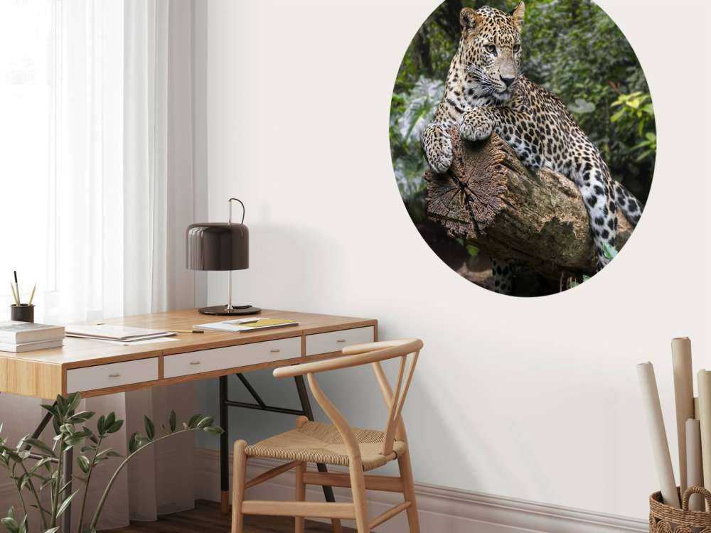 Leopard på träd