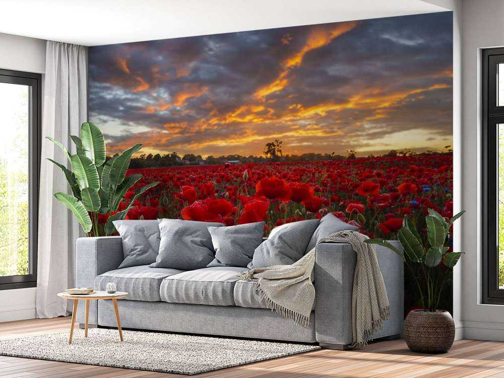 Valmuer mark med smuk himmel