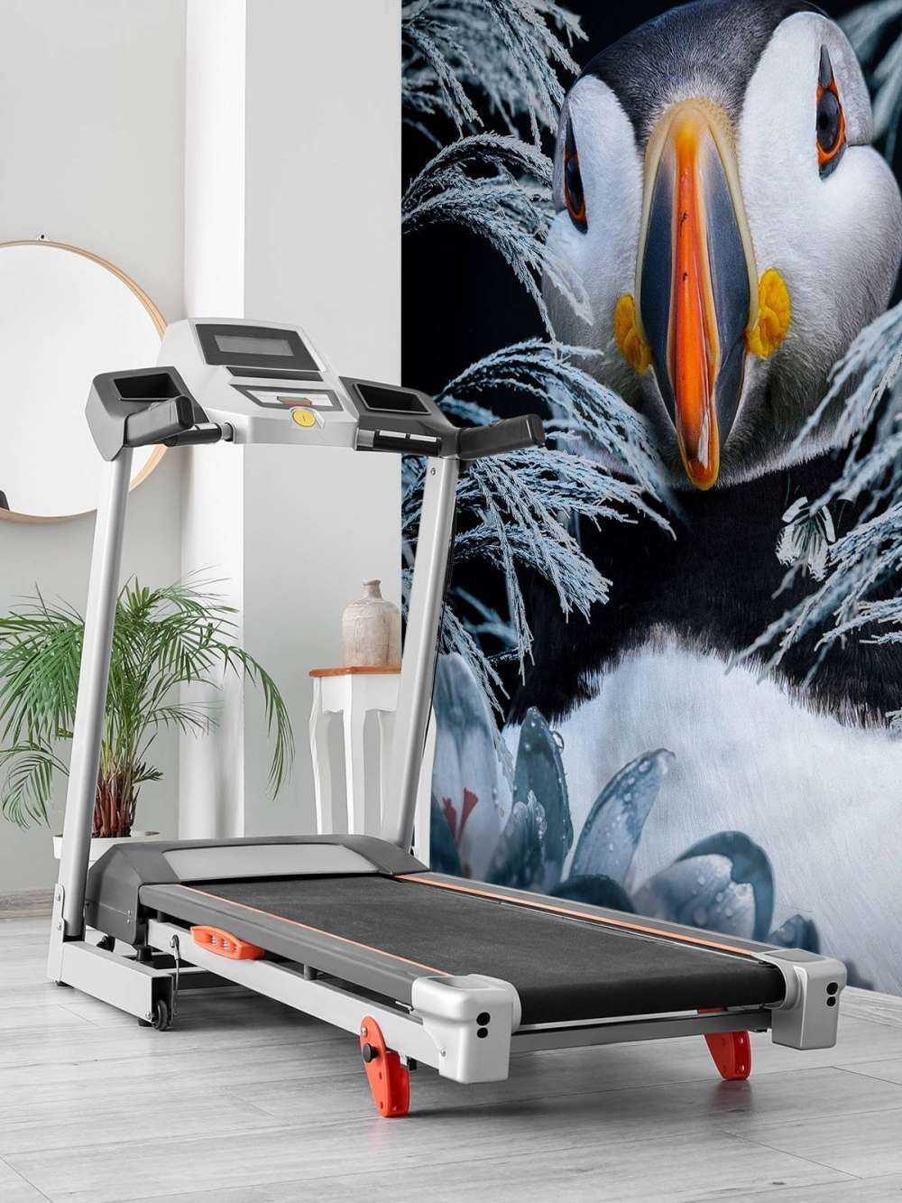 Atlantic Puffins Portræt