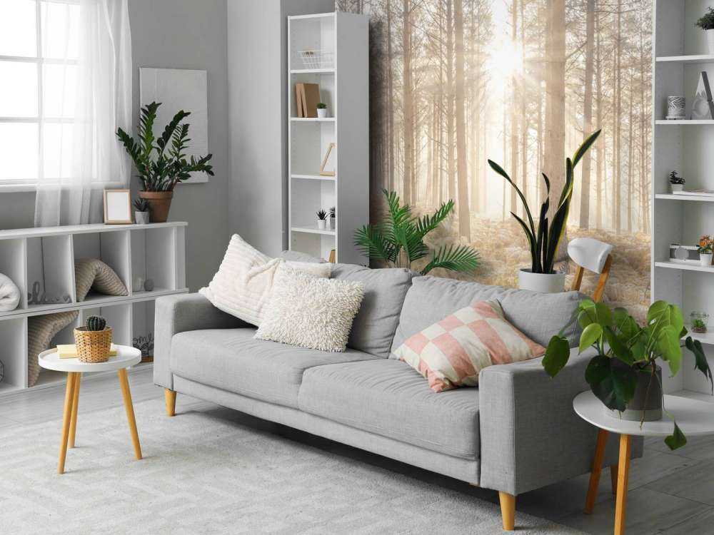 Solstråler i den kolde skov