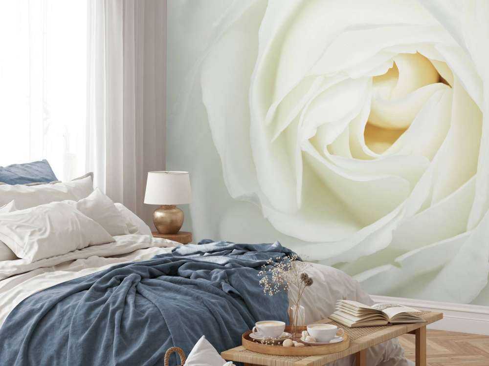Hvit rose