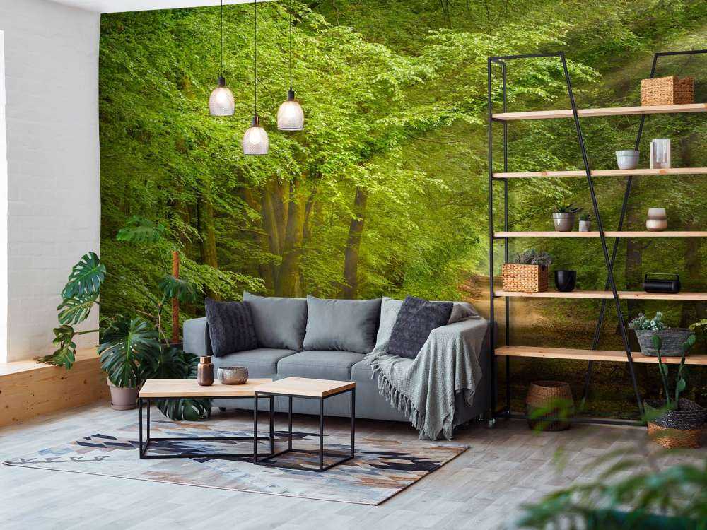 Padde i skogen med solstråler