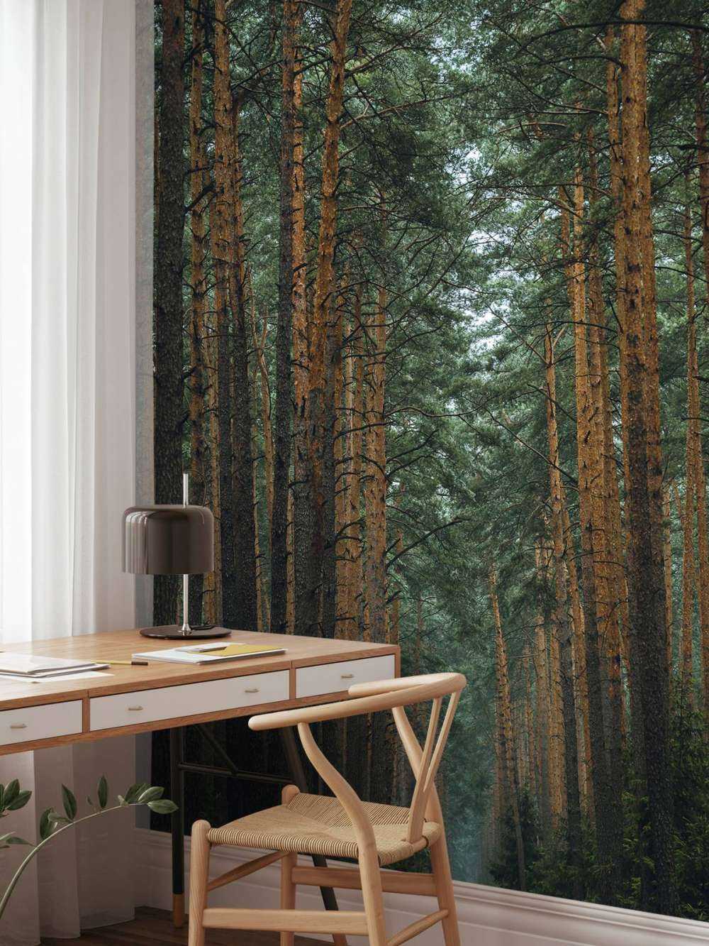 The Forest road 1