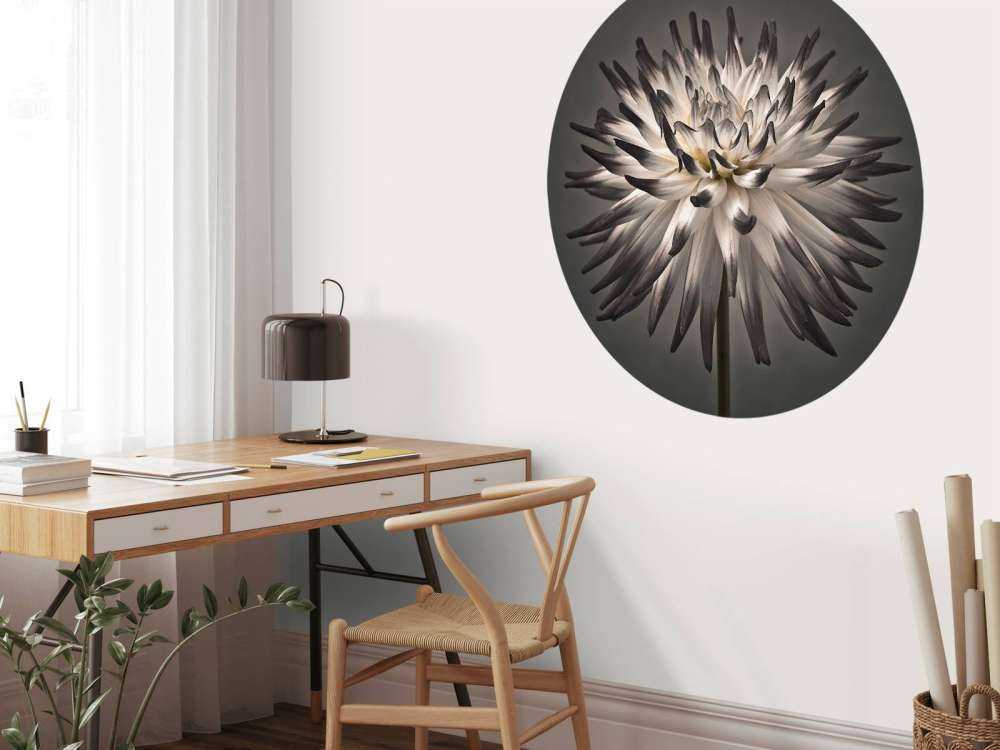 Dahlia blomst svart og hvit