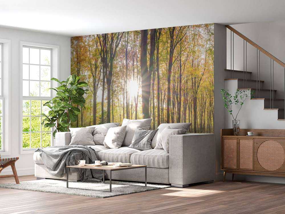 Sollys gjennom høstskogen