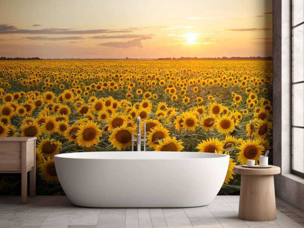 Solsikkeåker med solnedgang