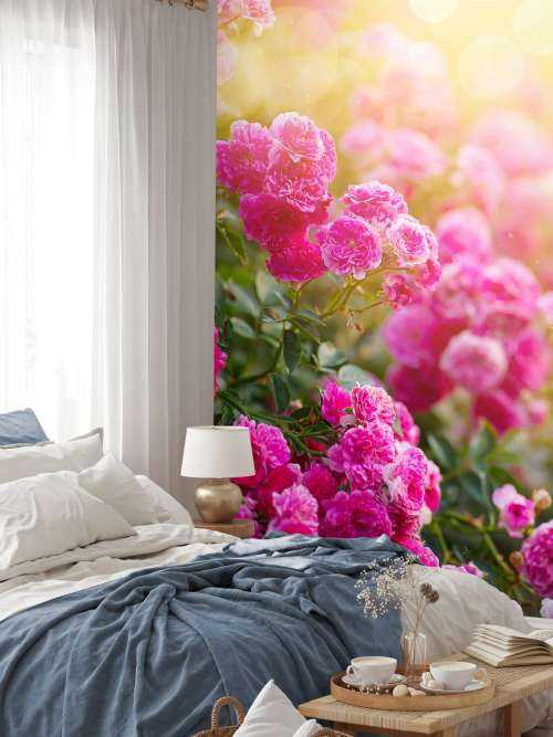 Rosa rosebusk