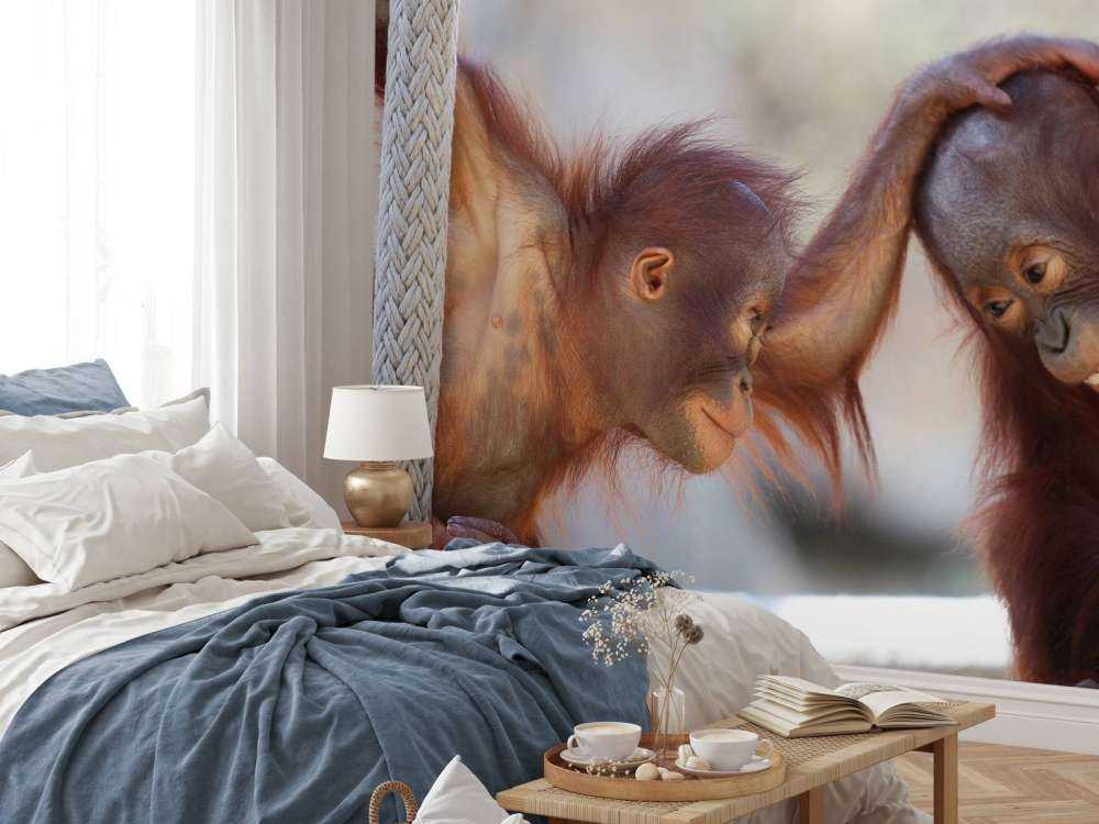 Baby orangutanger
