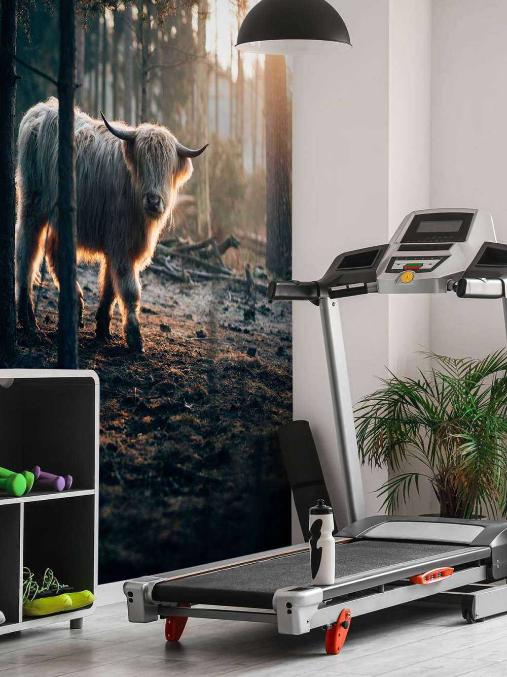 hvite skotske høylandet