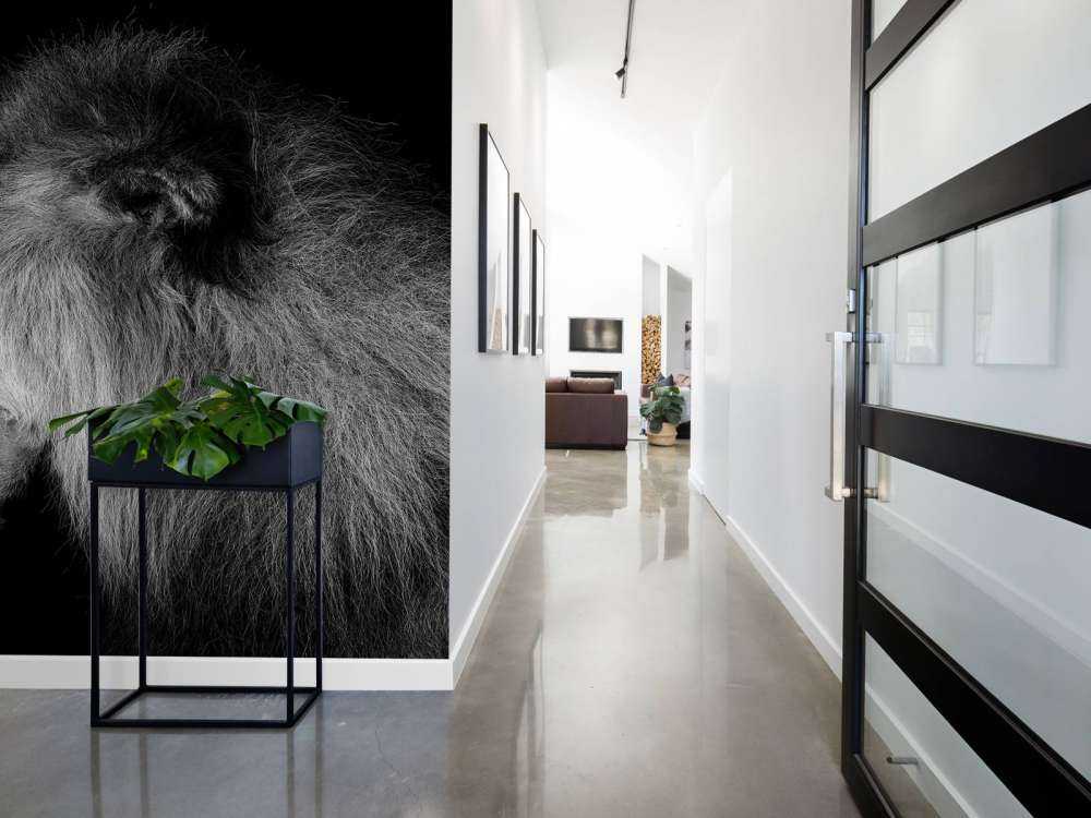 Brølende løve svart