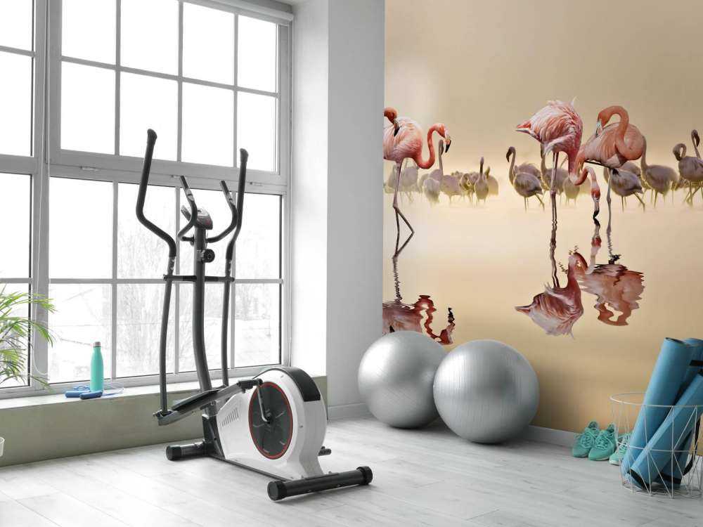 Flamingo Family
