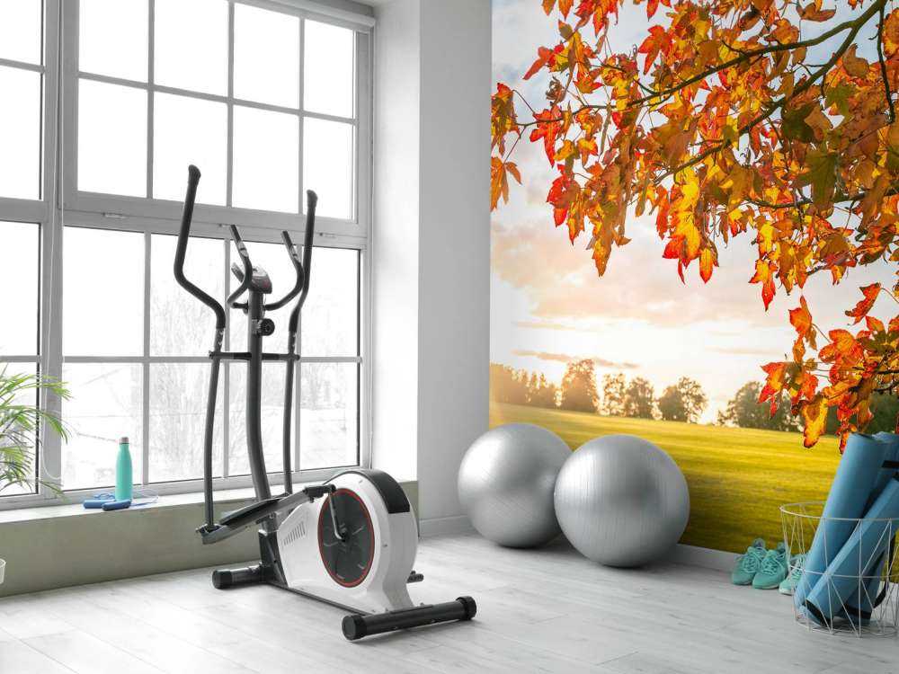 Höstträd i solnedgången