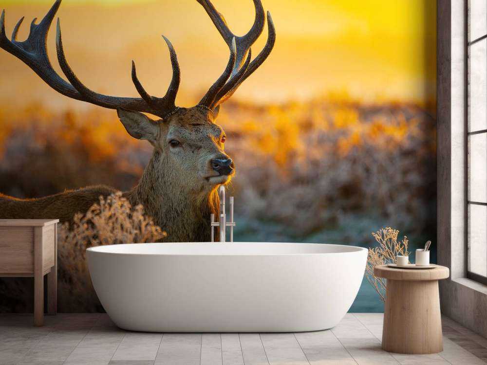 Rådjur i naturreservat