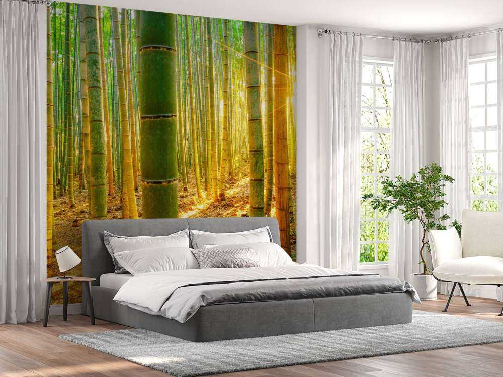 Bambuskog i soluppgång