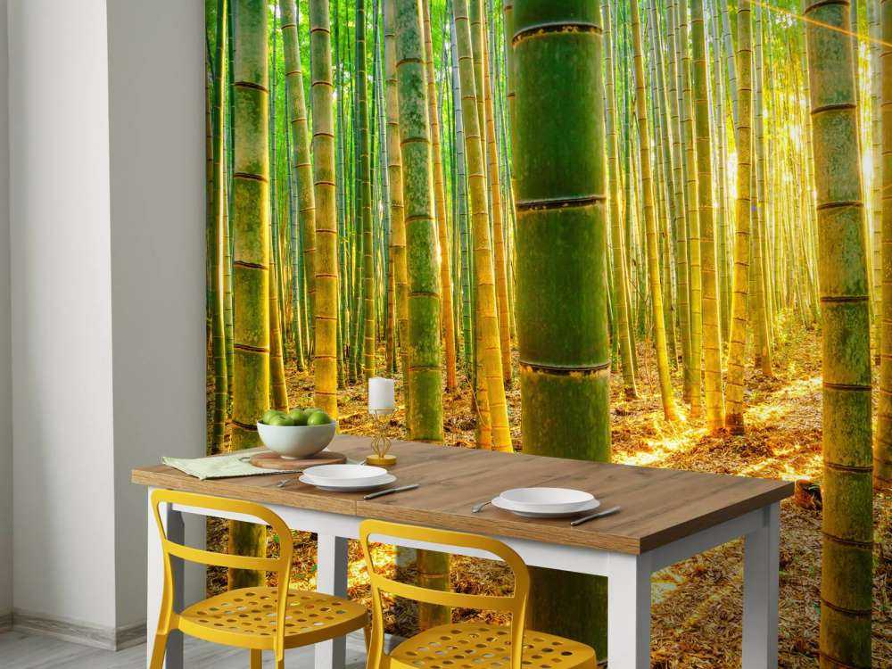 Bambuskog i soluppgång