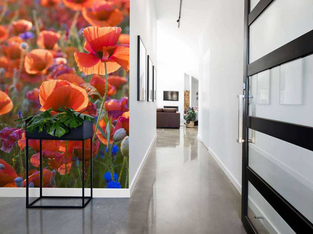 Vallmo i kvällsljuset