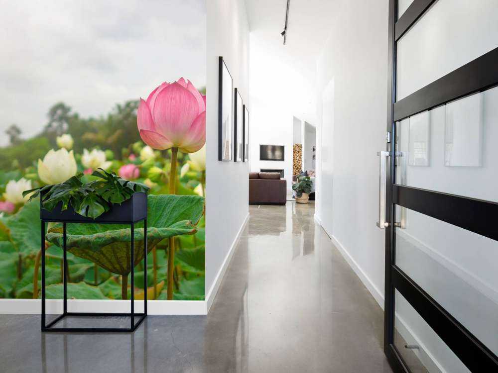 Rosa och vita lotusblommor