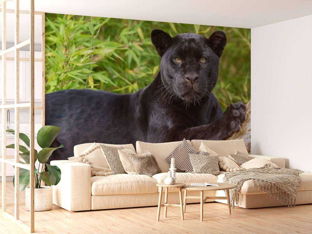 Sort panter på et træ