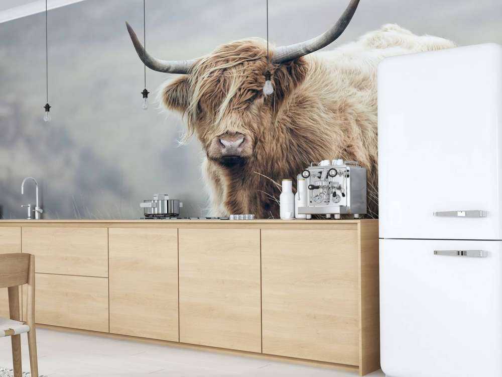 Scottish højlander i naturen