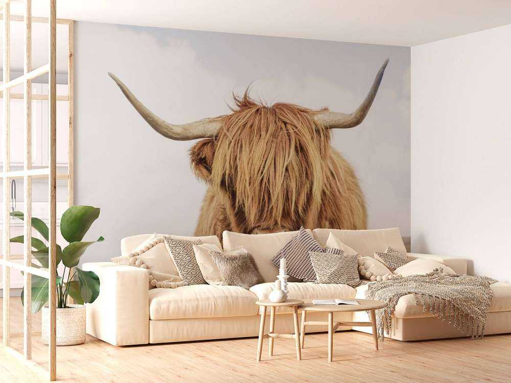 Nærbillede af en skotsk højlander