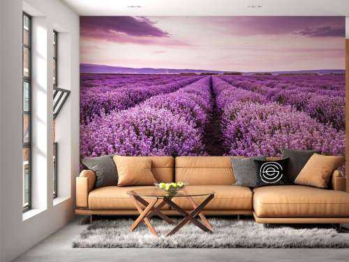 Lavendel buske