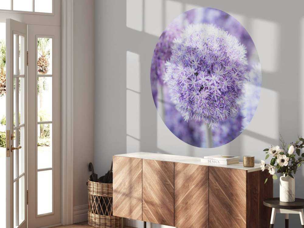 Purple Alliums