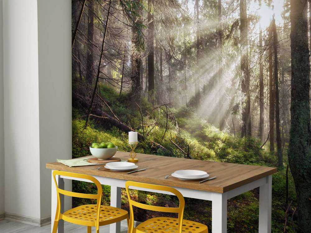 Høstskog med solskinn